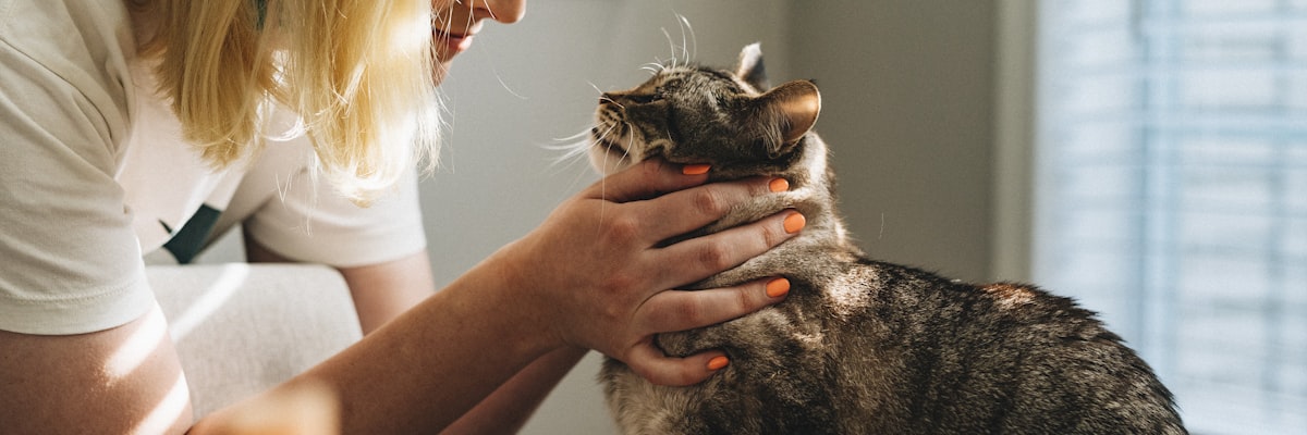 Veterinarian caring for a pet