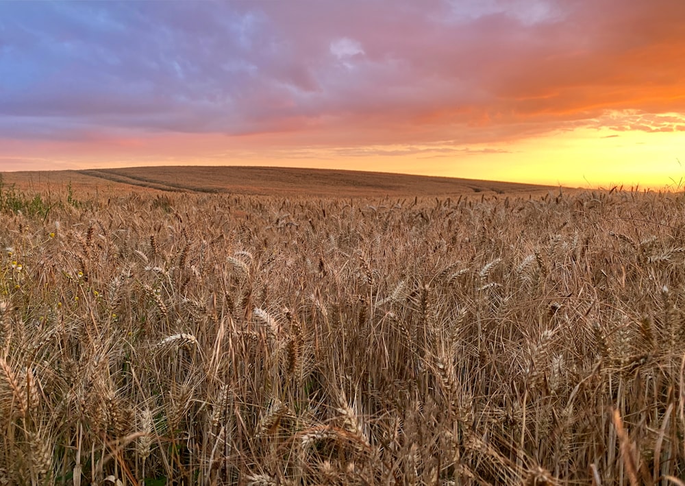 brown grass field during sunset