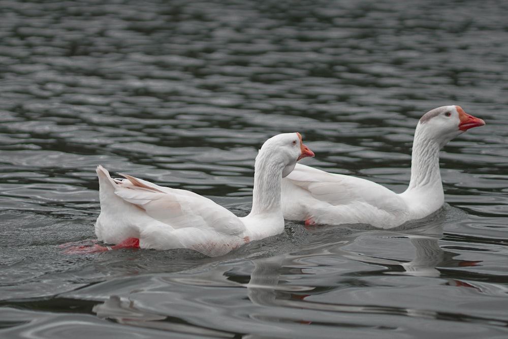 white swan on water during daytime