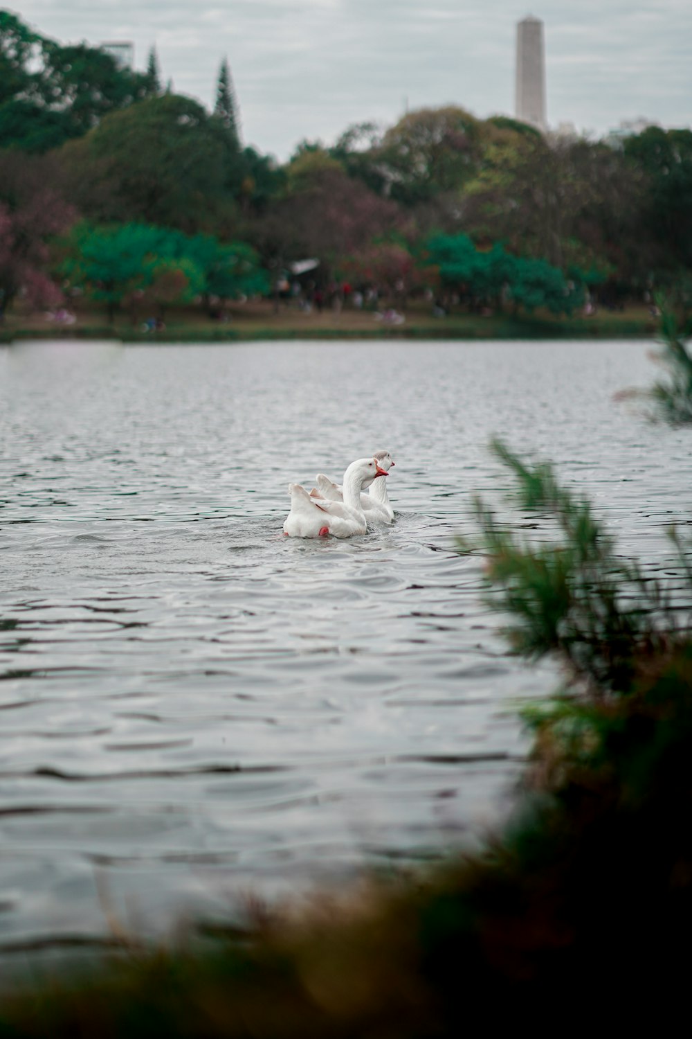 white swan on water during daytime