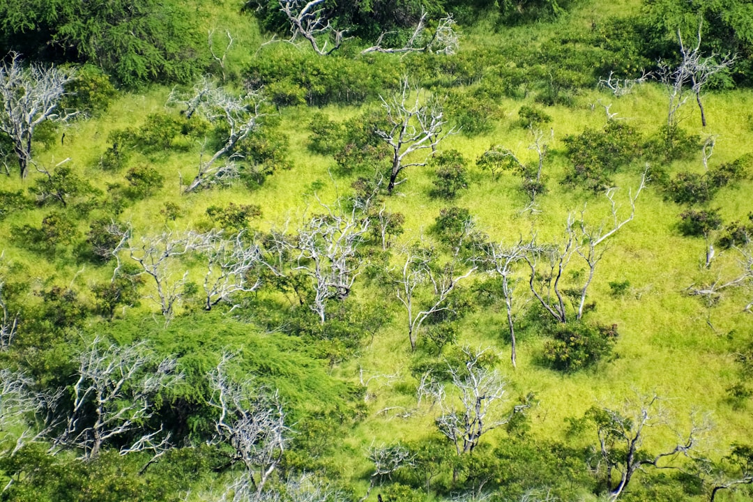 green trees on forest during daytime