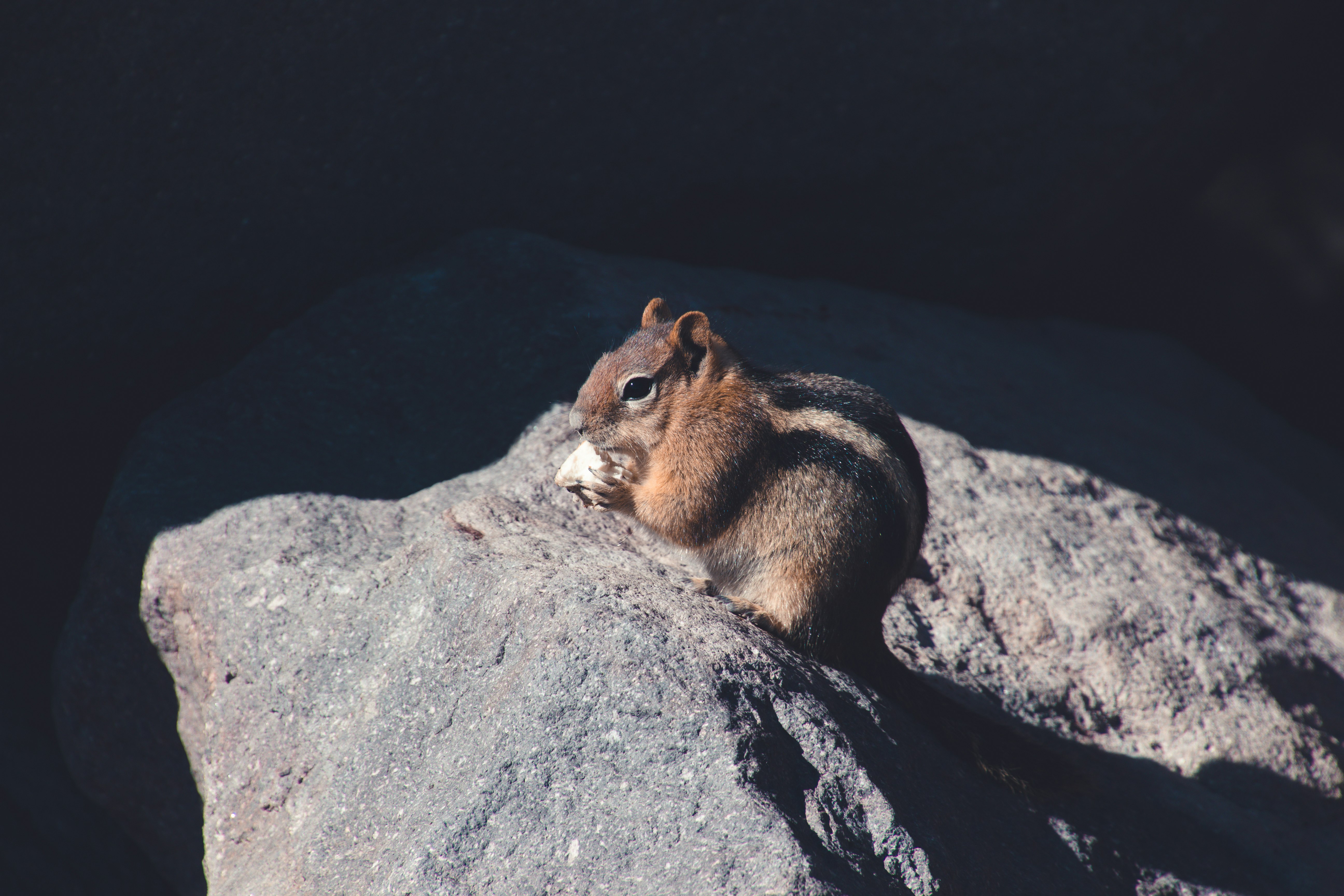 brown squirrel on gray rock