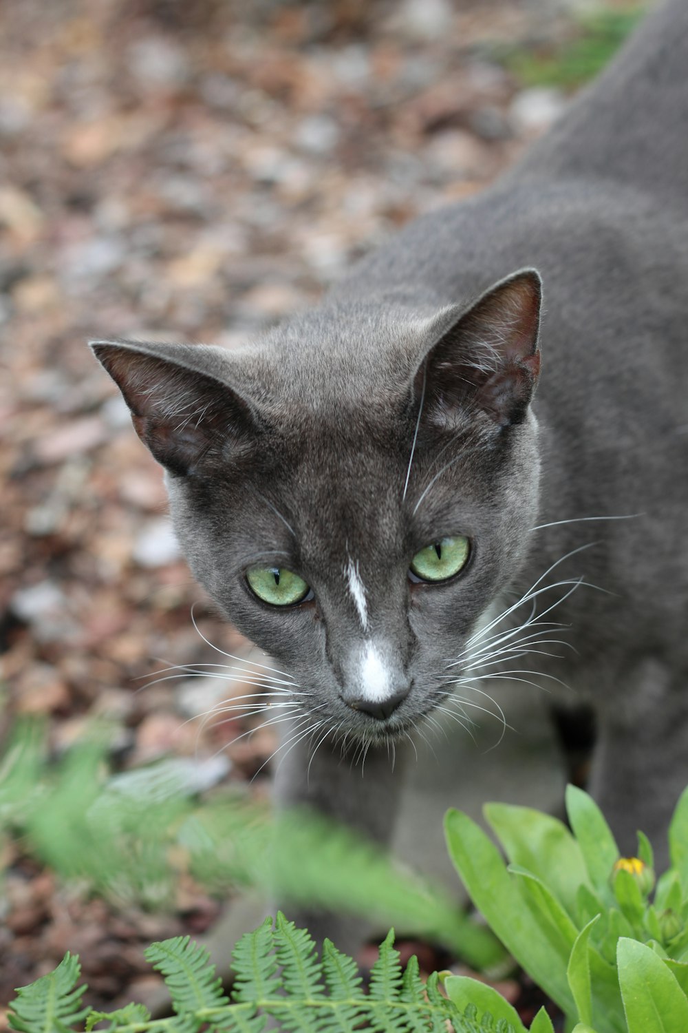 russian blue cat on green grass