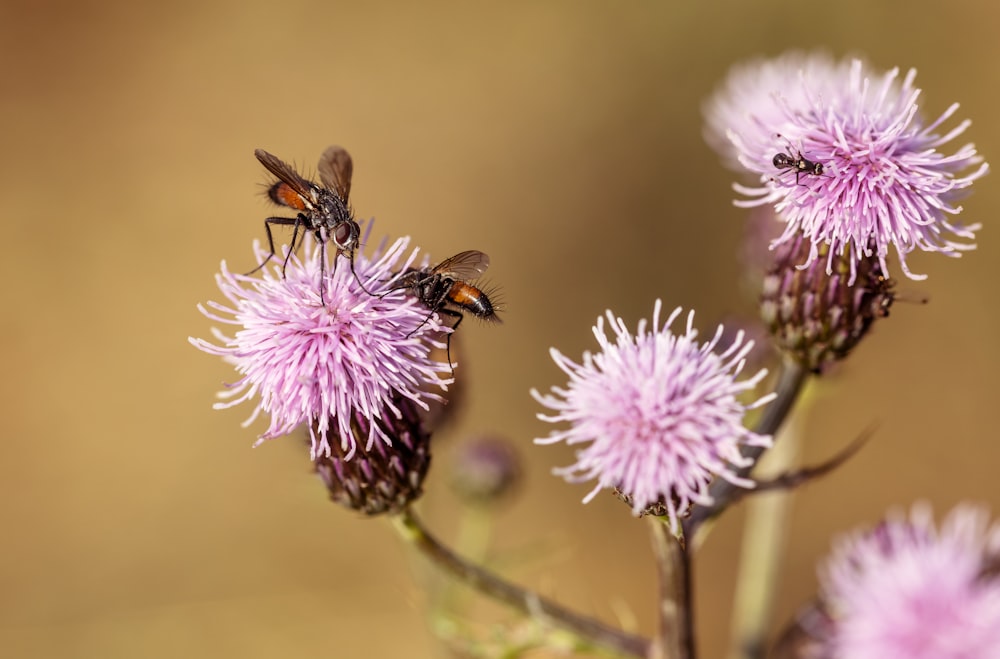 black and yellow bee on purple flower