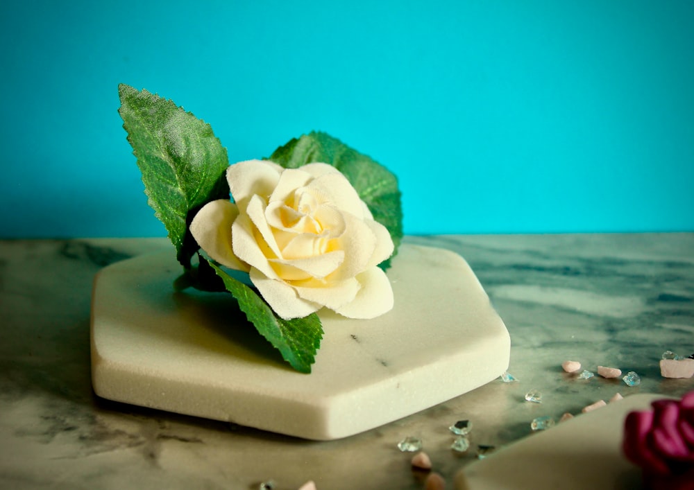 white rose on green leaf