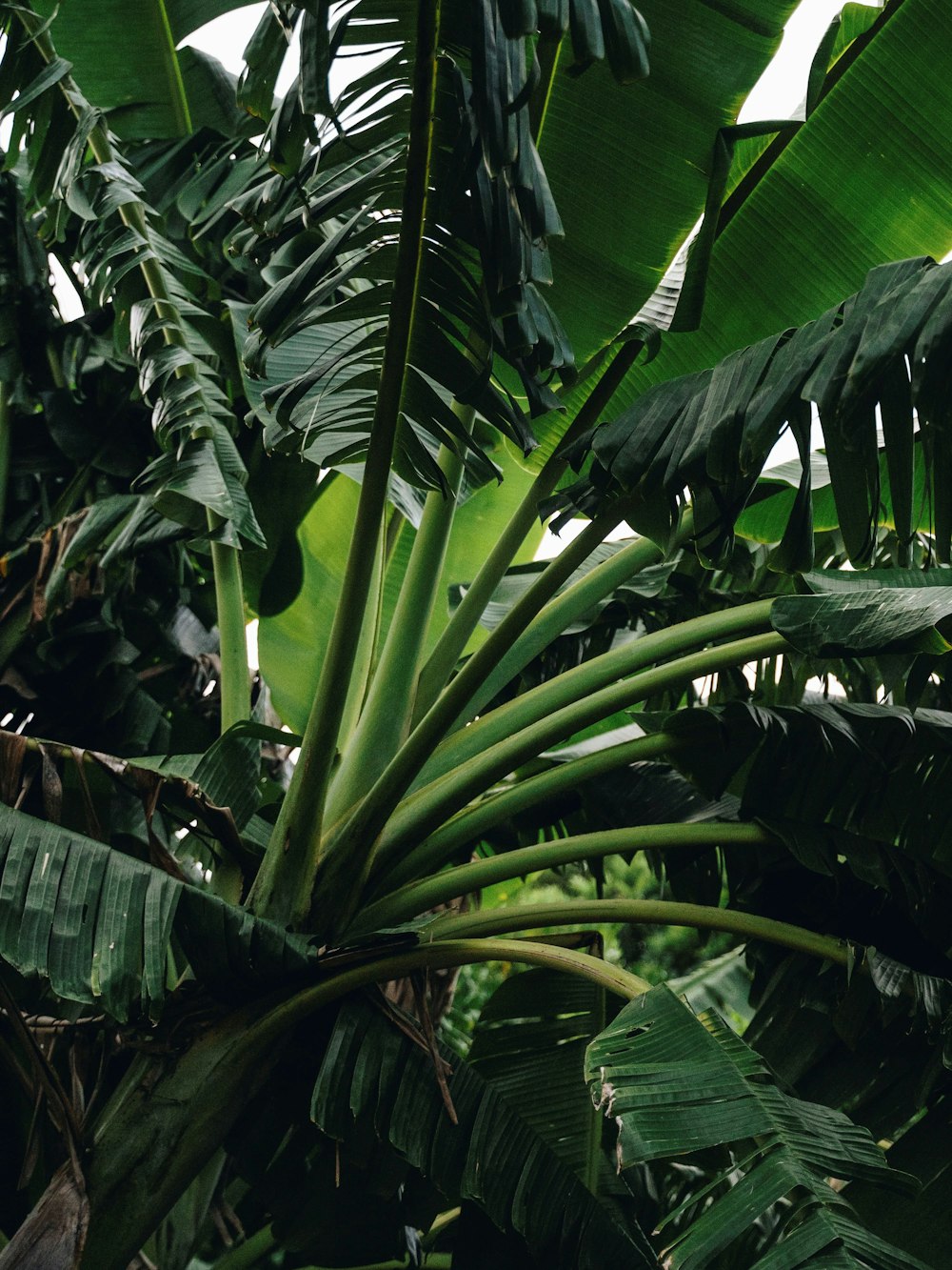 green banana tree during daytime