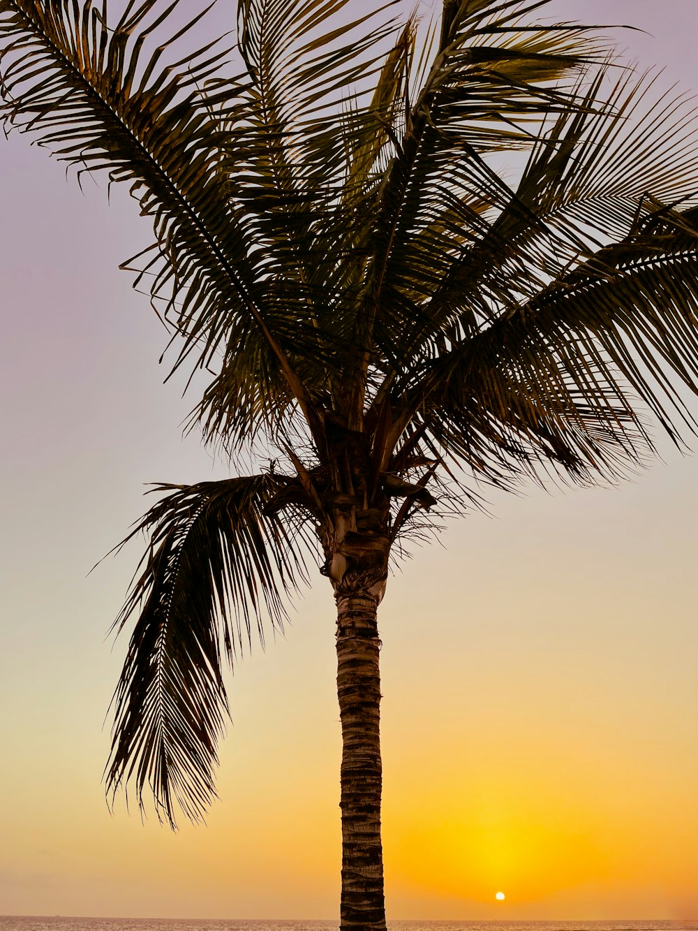green palm tree during sunset