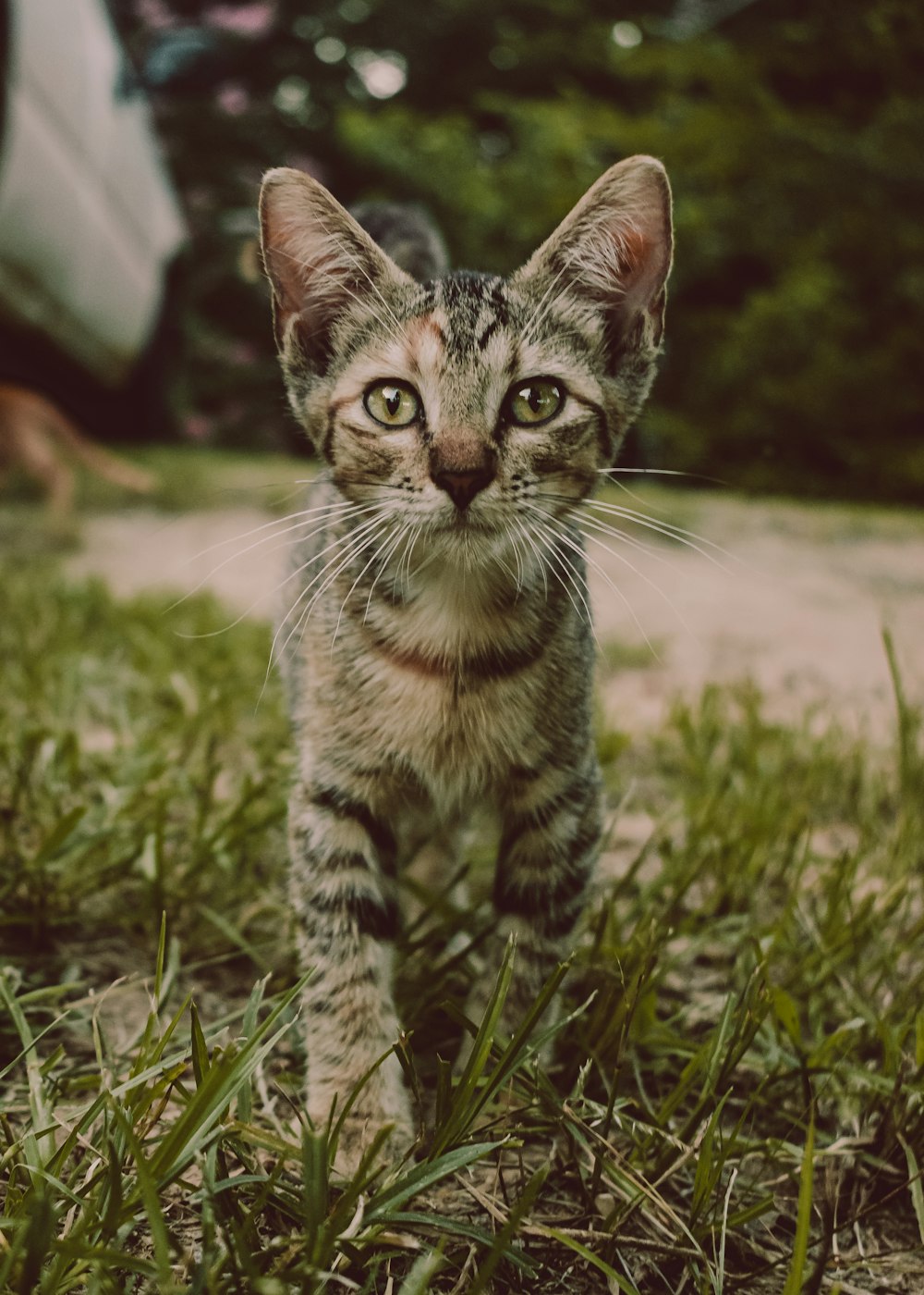 a small kitten walking across a lush green field