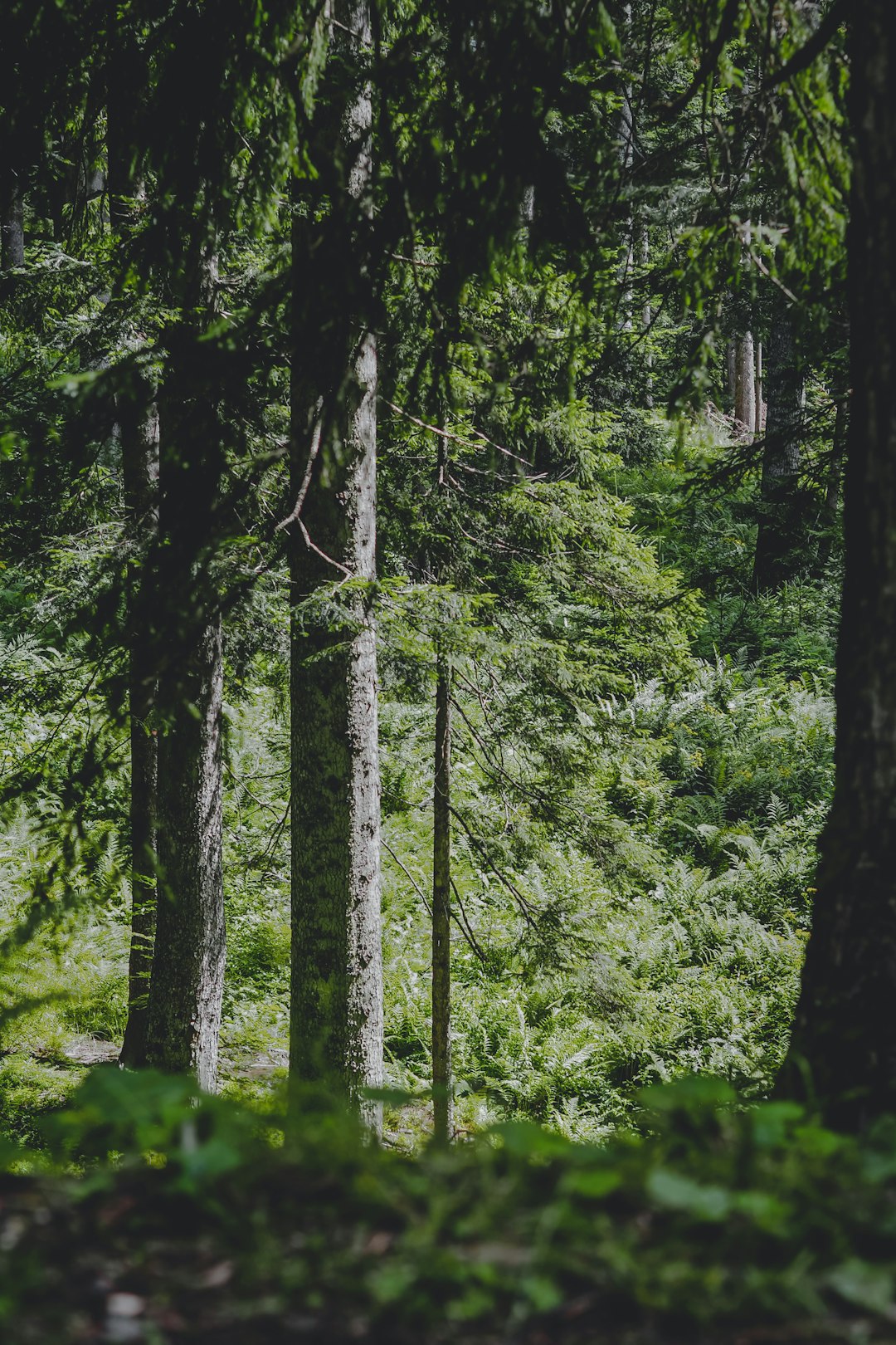 green trees and plants during daytime