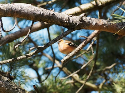 brown and white bird on tree branch during daytime