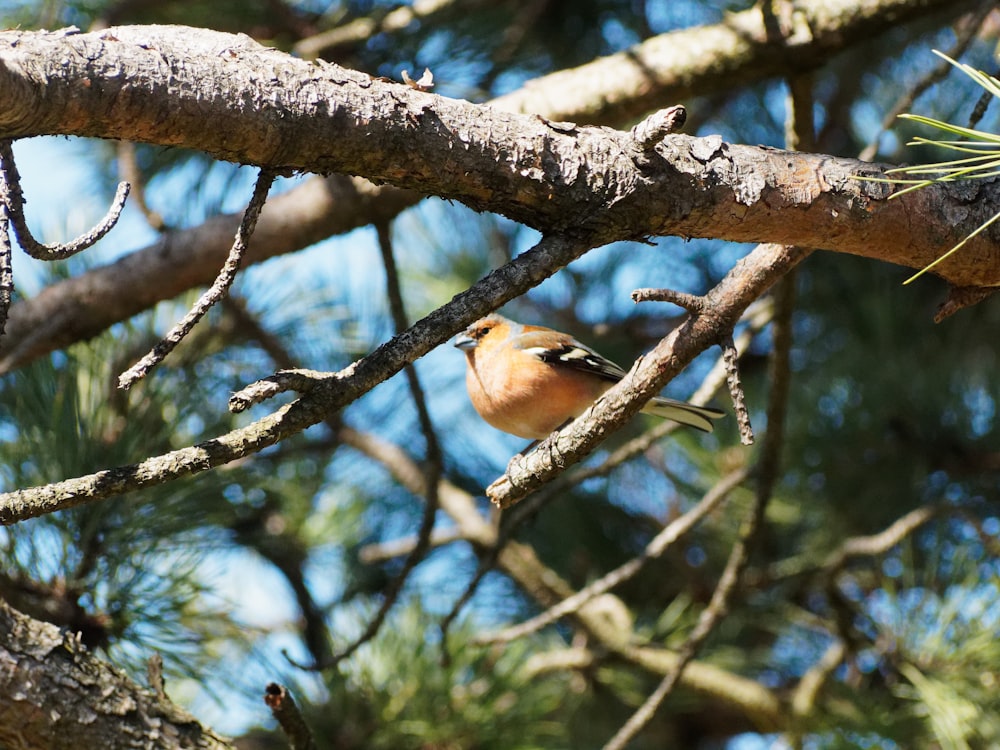 Uccello marrone e bianco sul ramo dell'albero durante il giorno