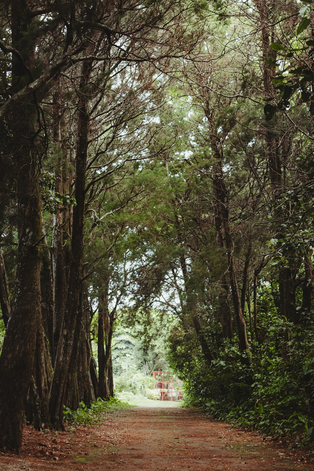 green and brown trees during daytime