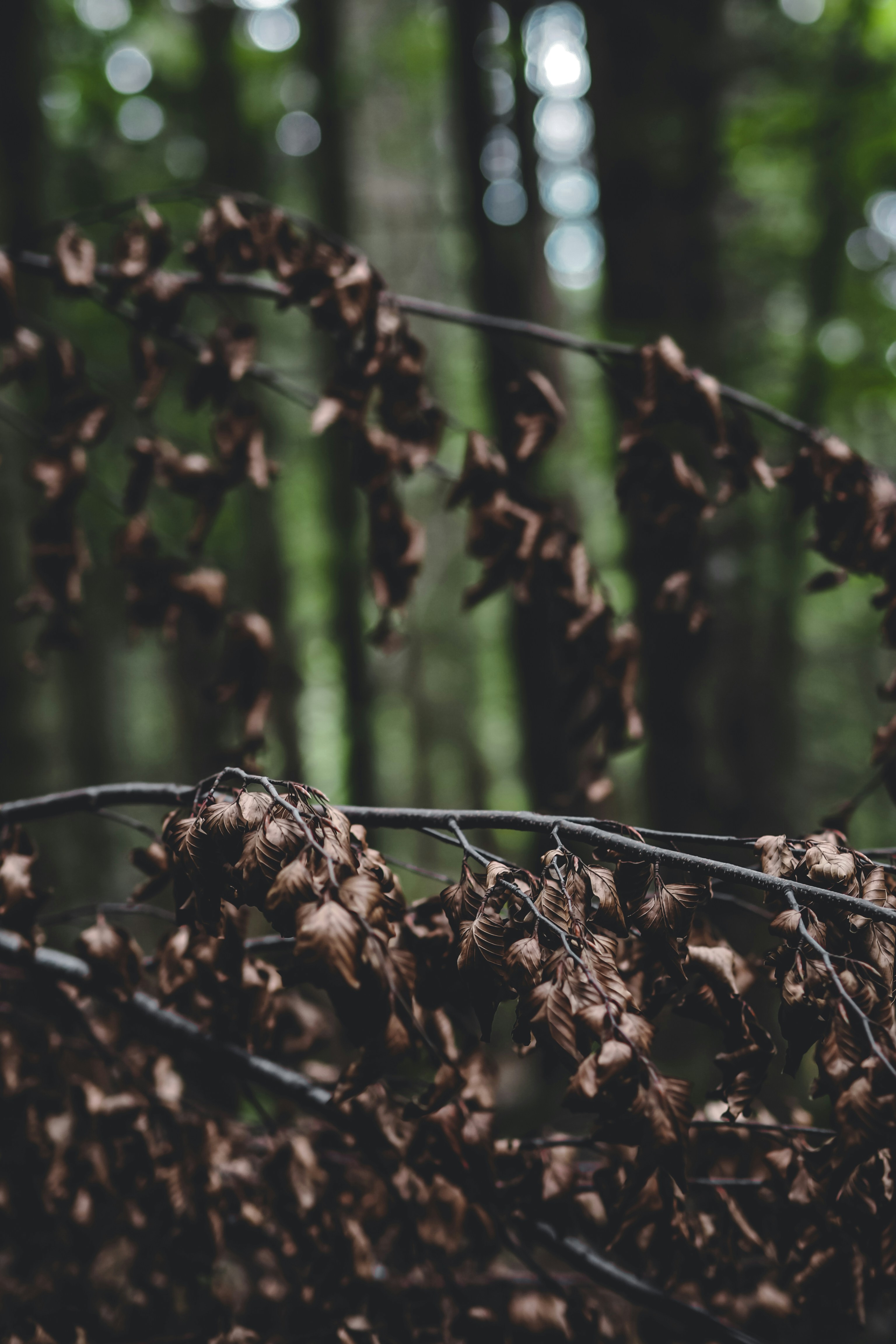 Photo by laurachouette