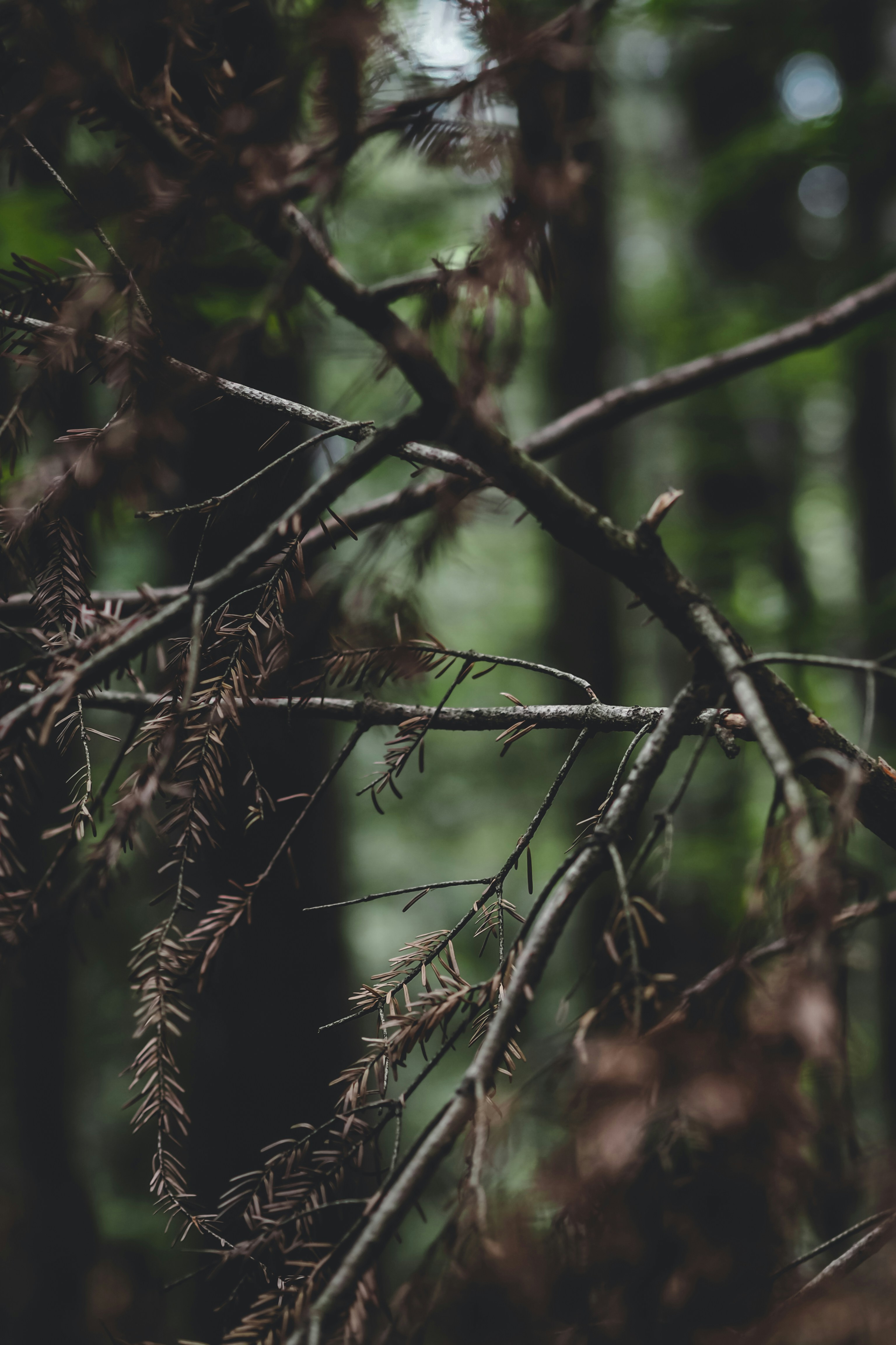 Photo by laurachouette