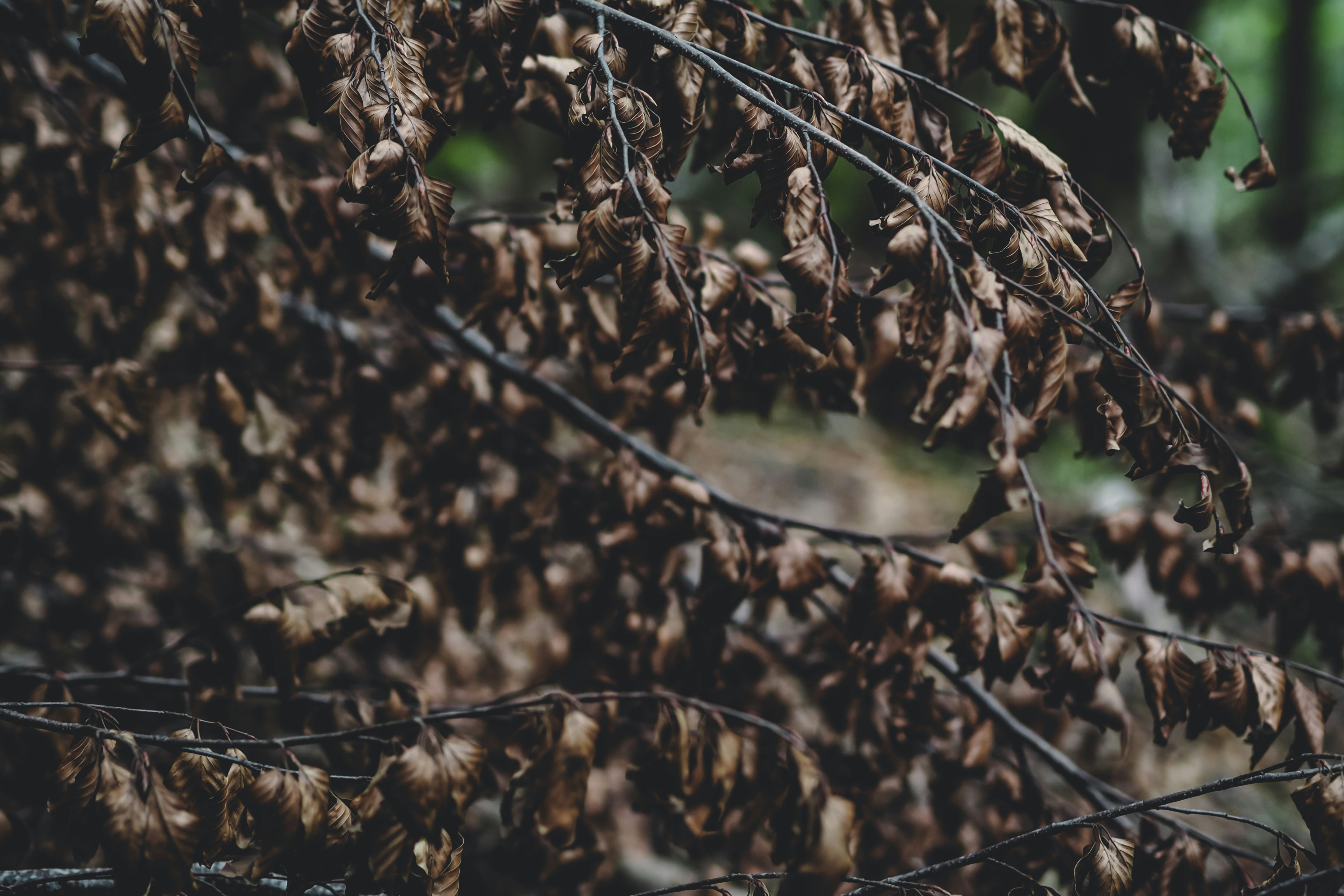 Photo by laurachouette