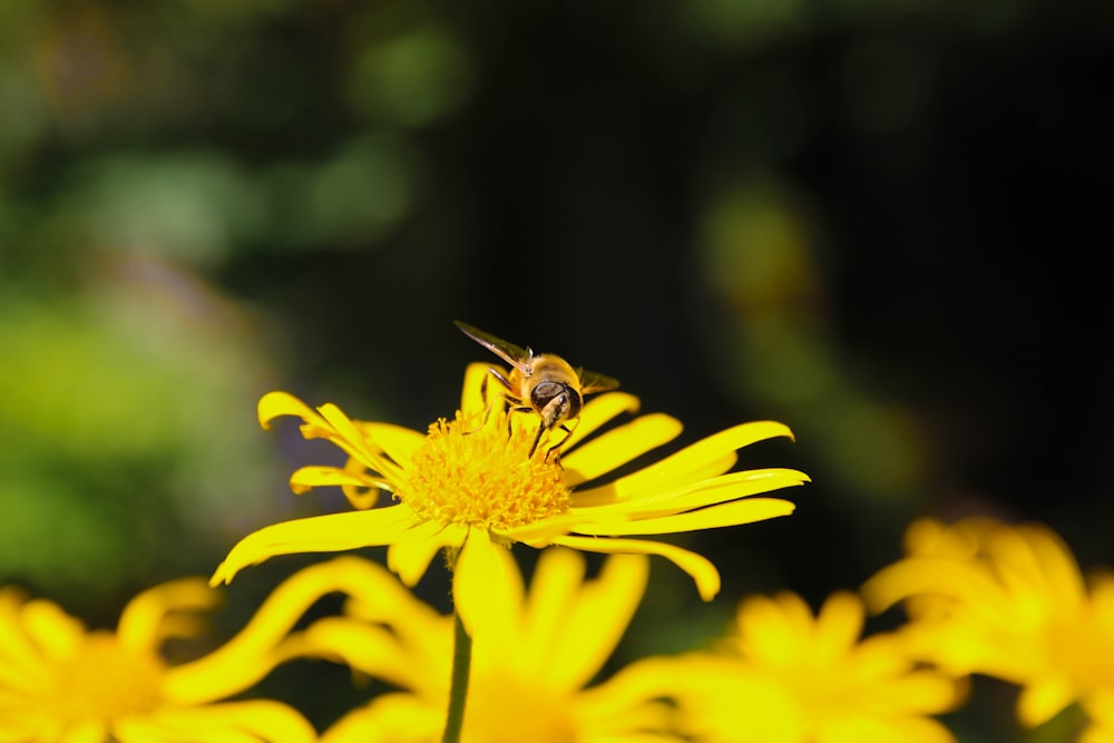 black and yellow bee on yellow flower