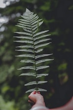 green pine tree in close up photography
