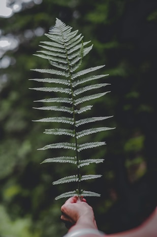 green pine tree in close up photography