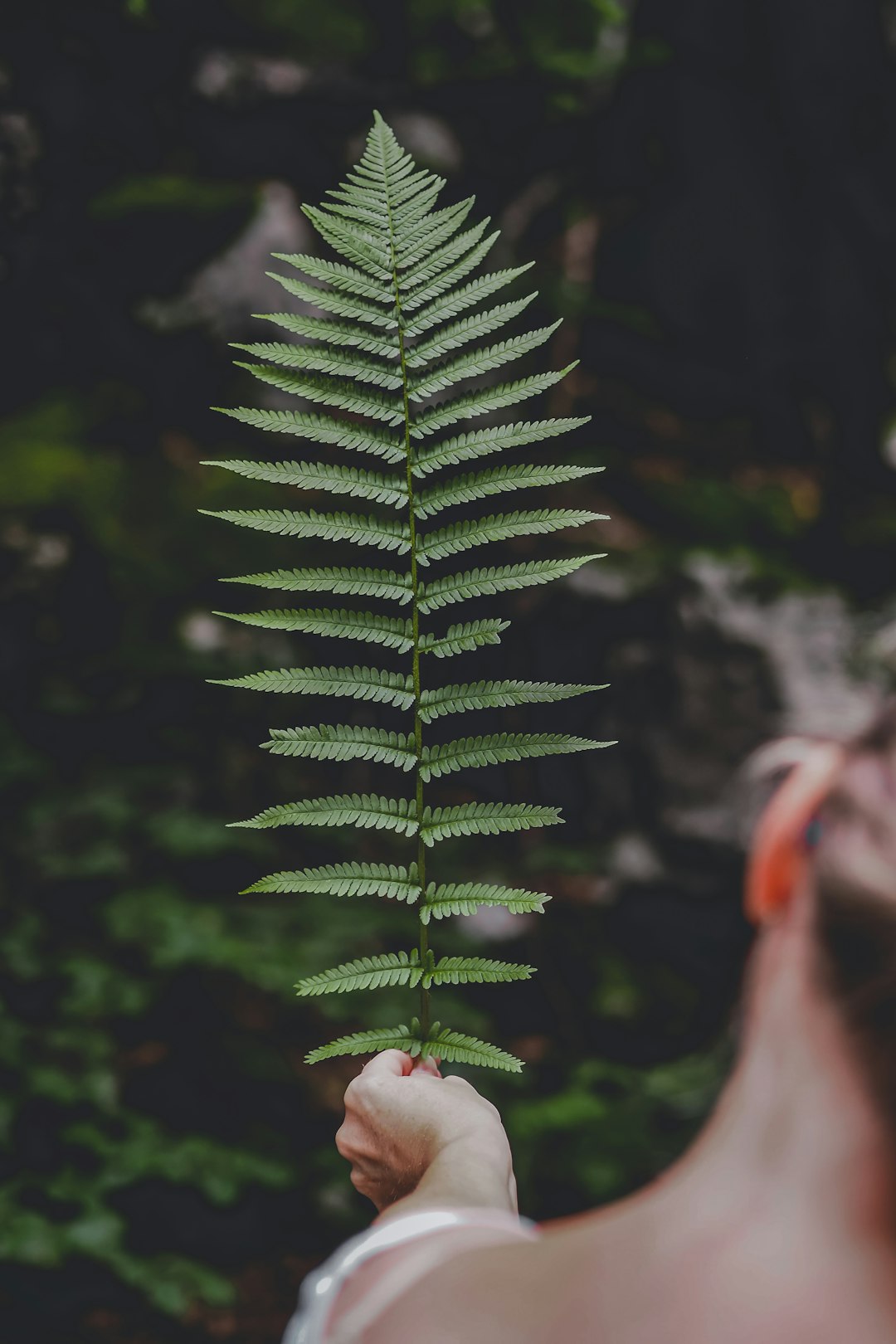 green pine tree in close up photography