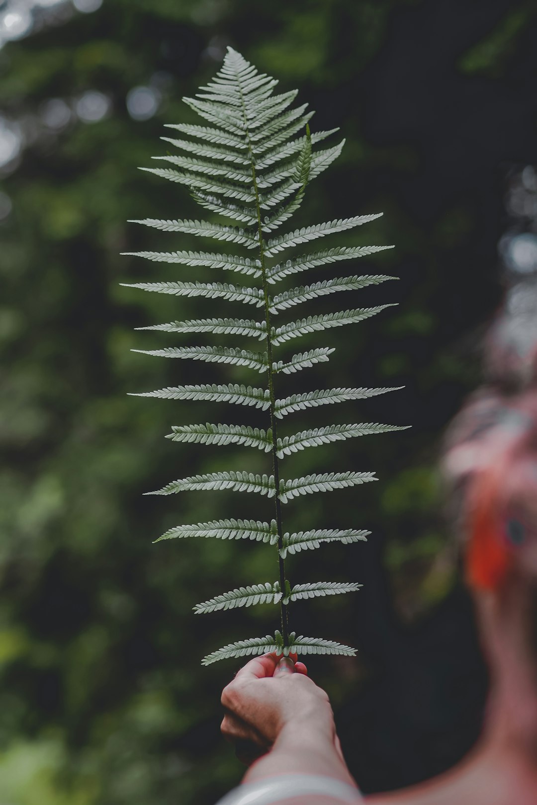 green pine tree in close up photography