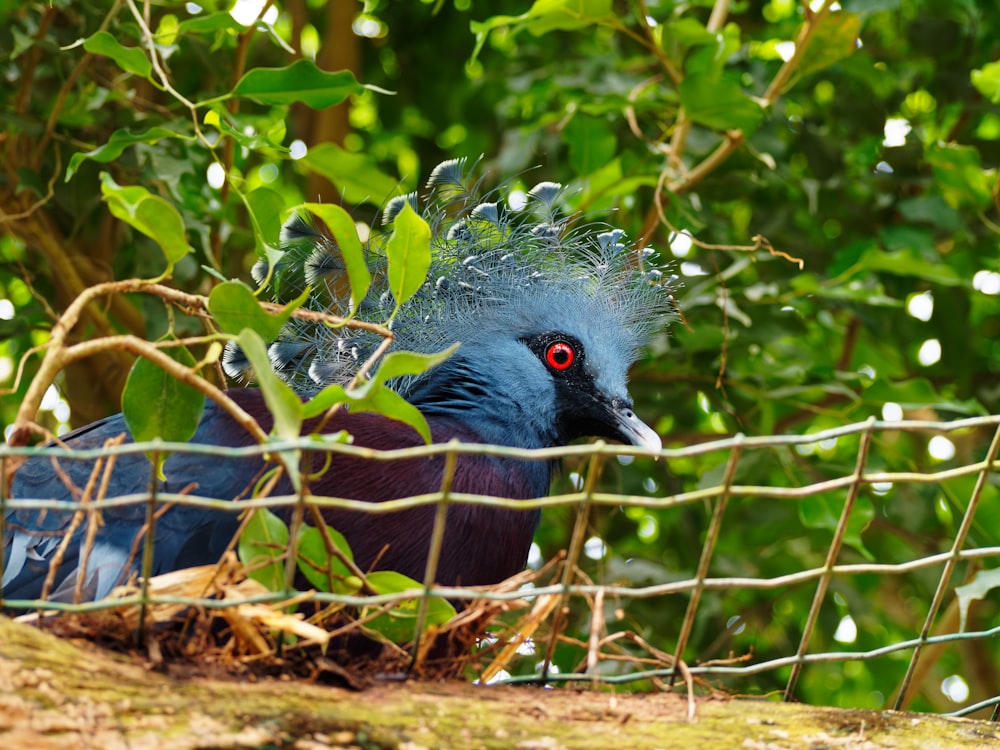 black and blue bird on brown nest