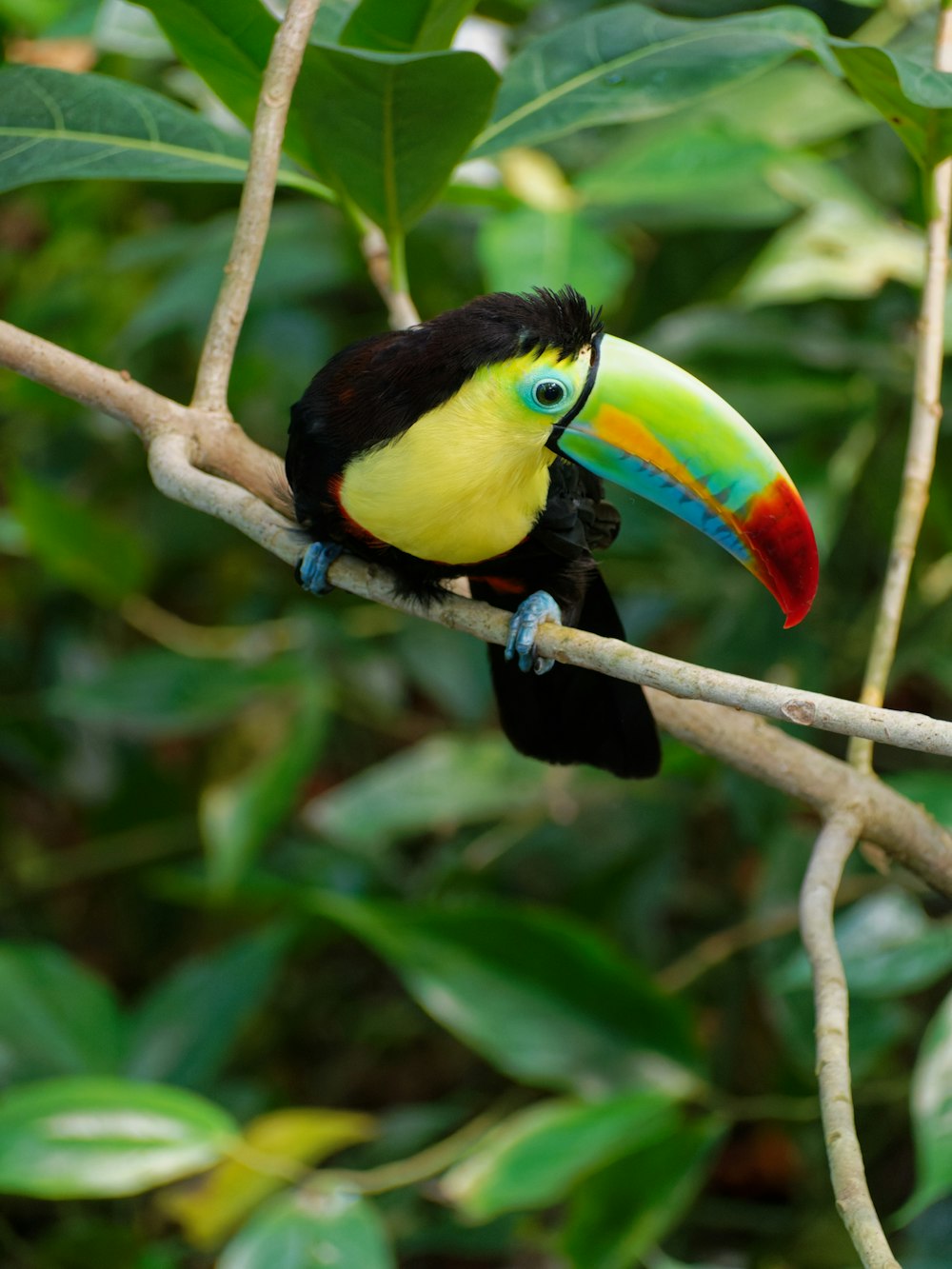 yellow black and red bird on brown tree branch