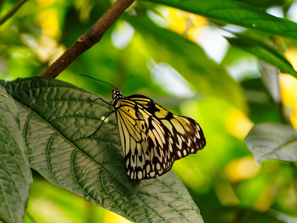 farfalla nera e gialla appollaiata su foglia verde nella fotografia ravvicinata durante il giorno
