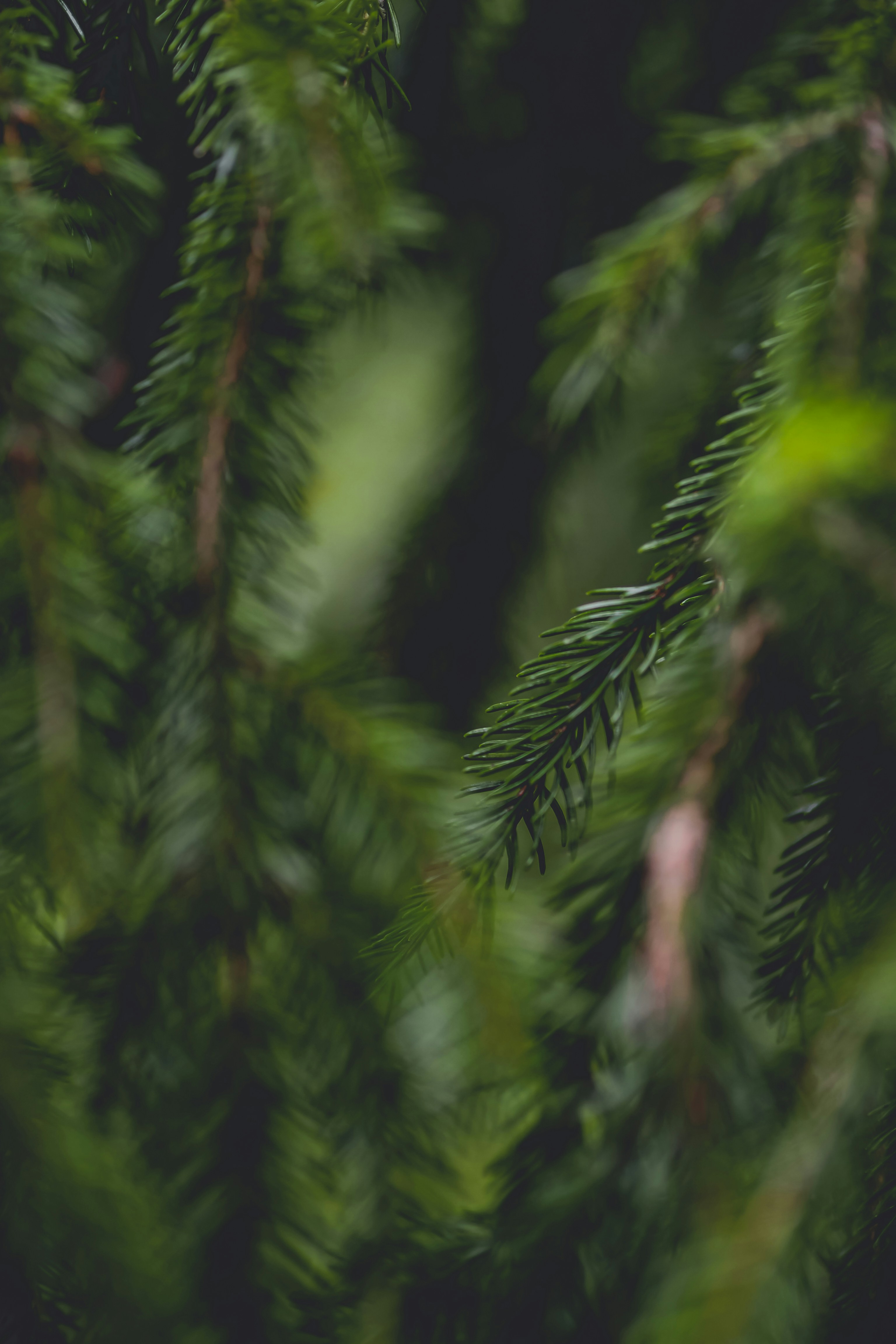 Photo by laurachouette