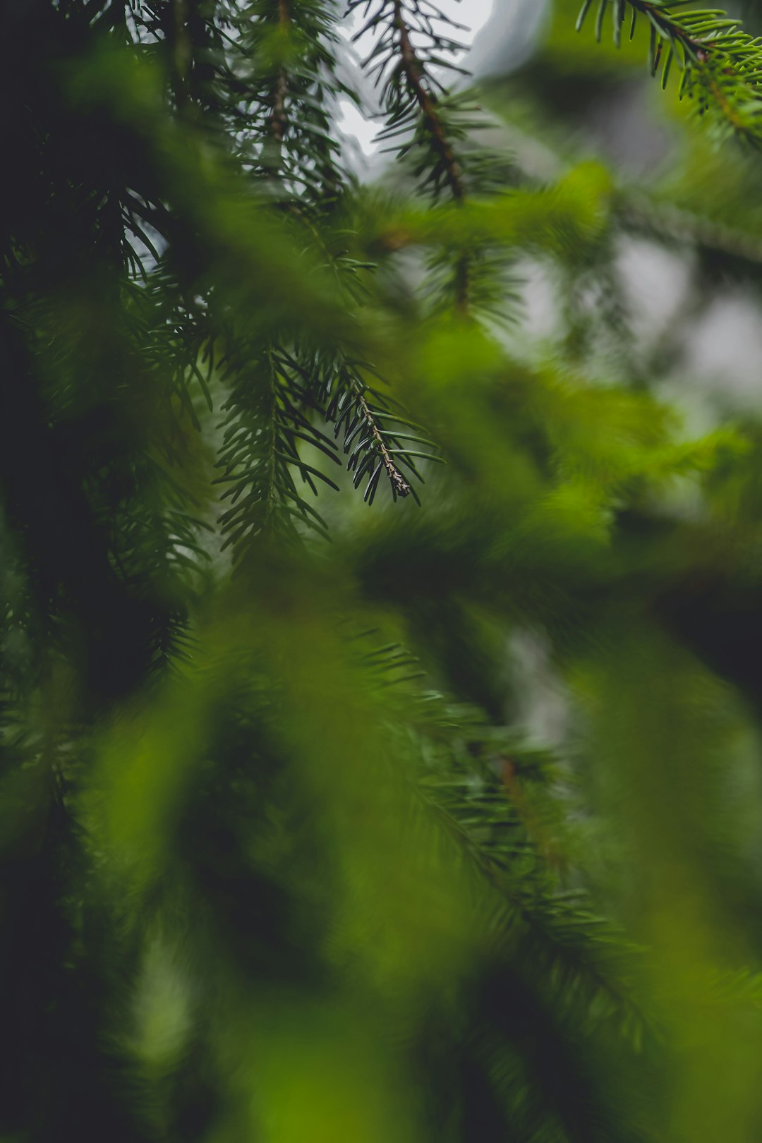 green fern plant in close up photography