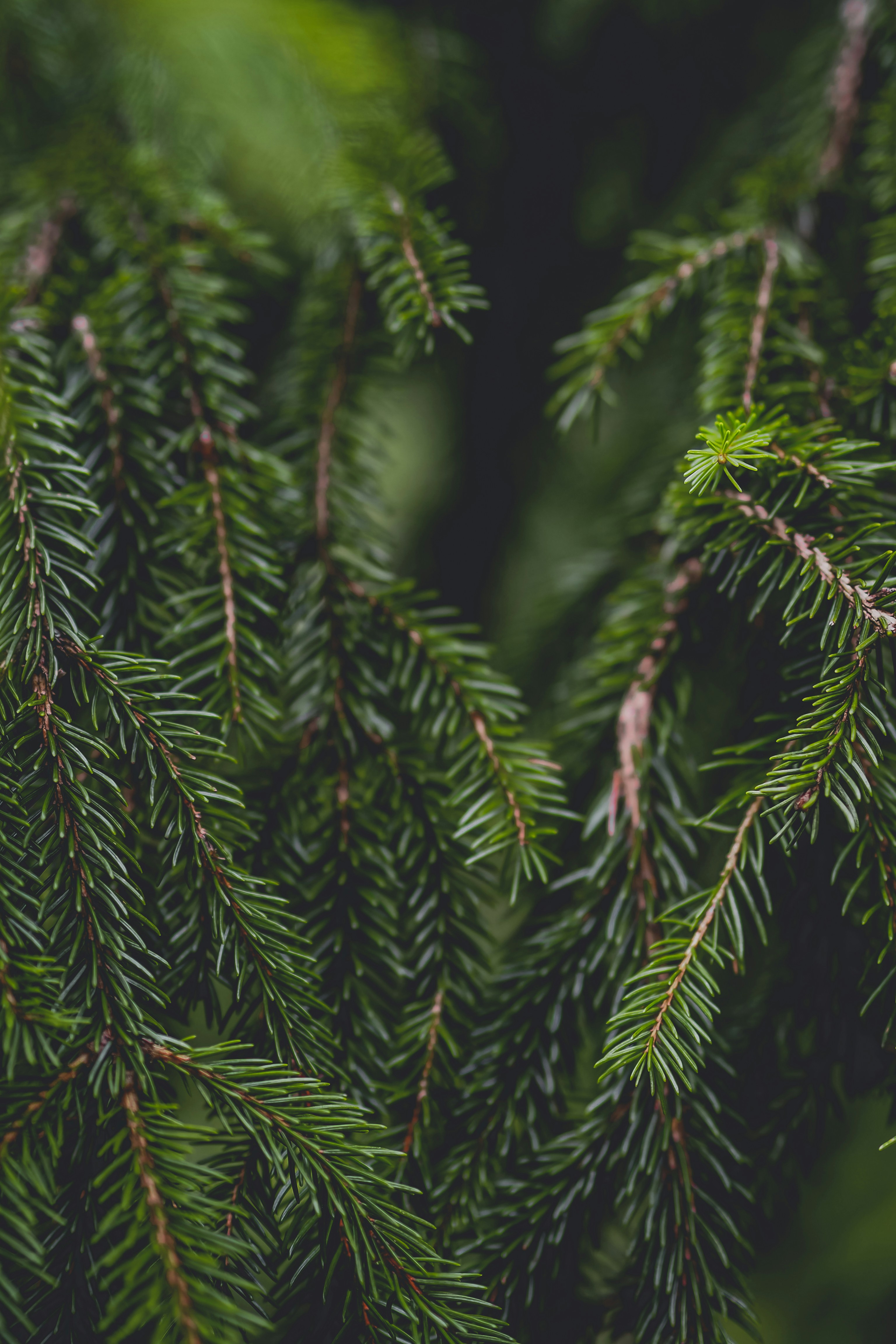 Photo by laurachouette