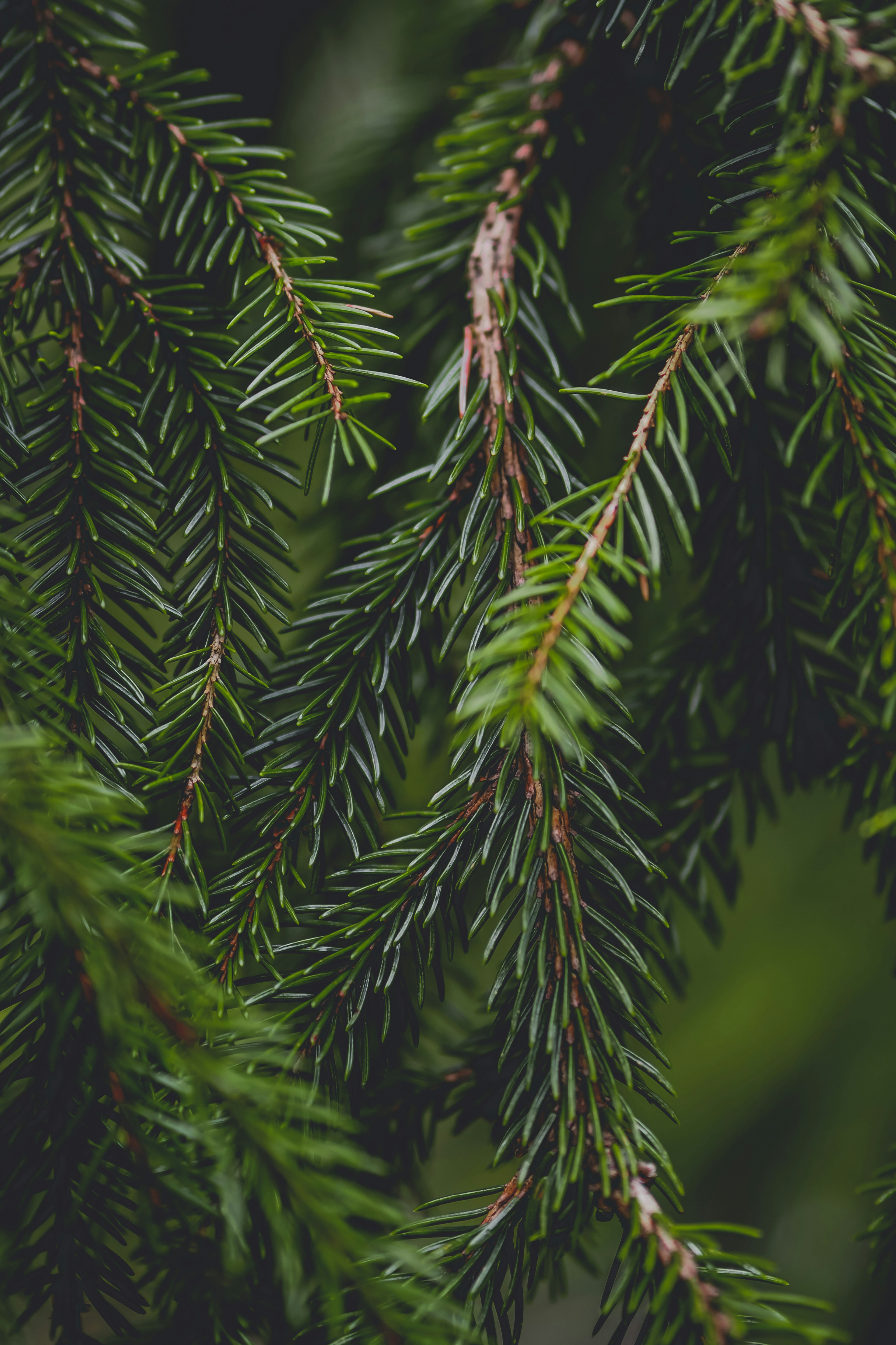 Photo by laurachouette