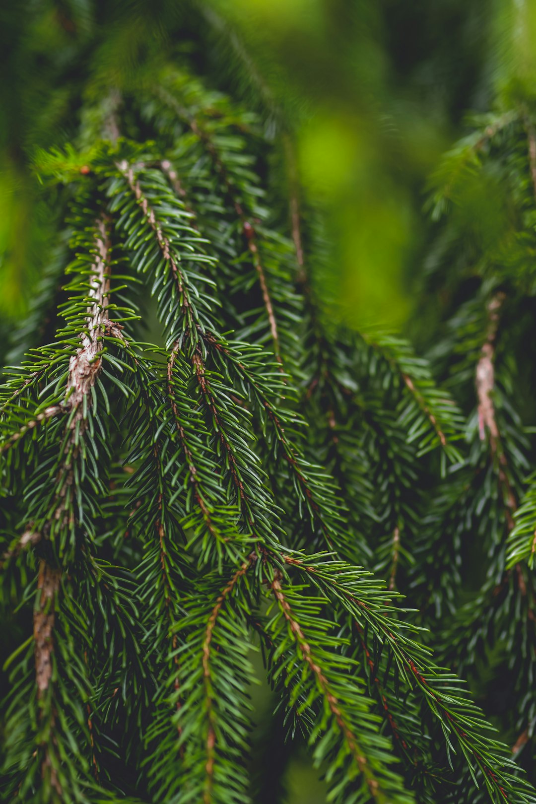 green pine tree in close up photography