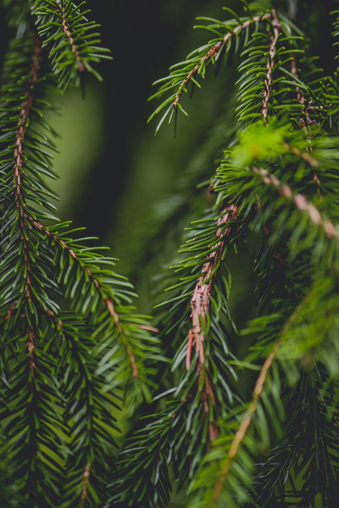 green pine tree leaves during daytime