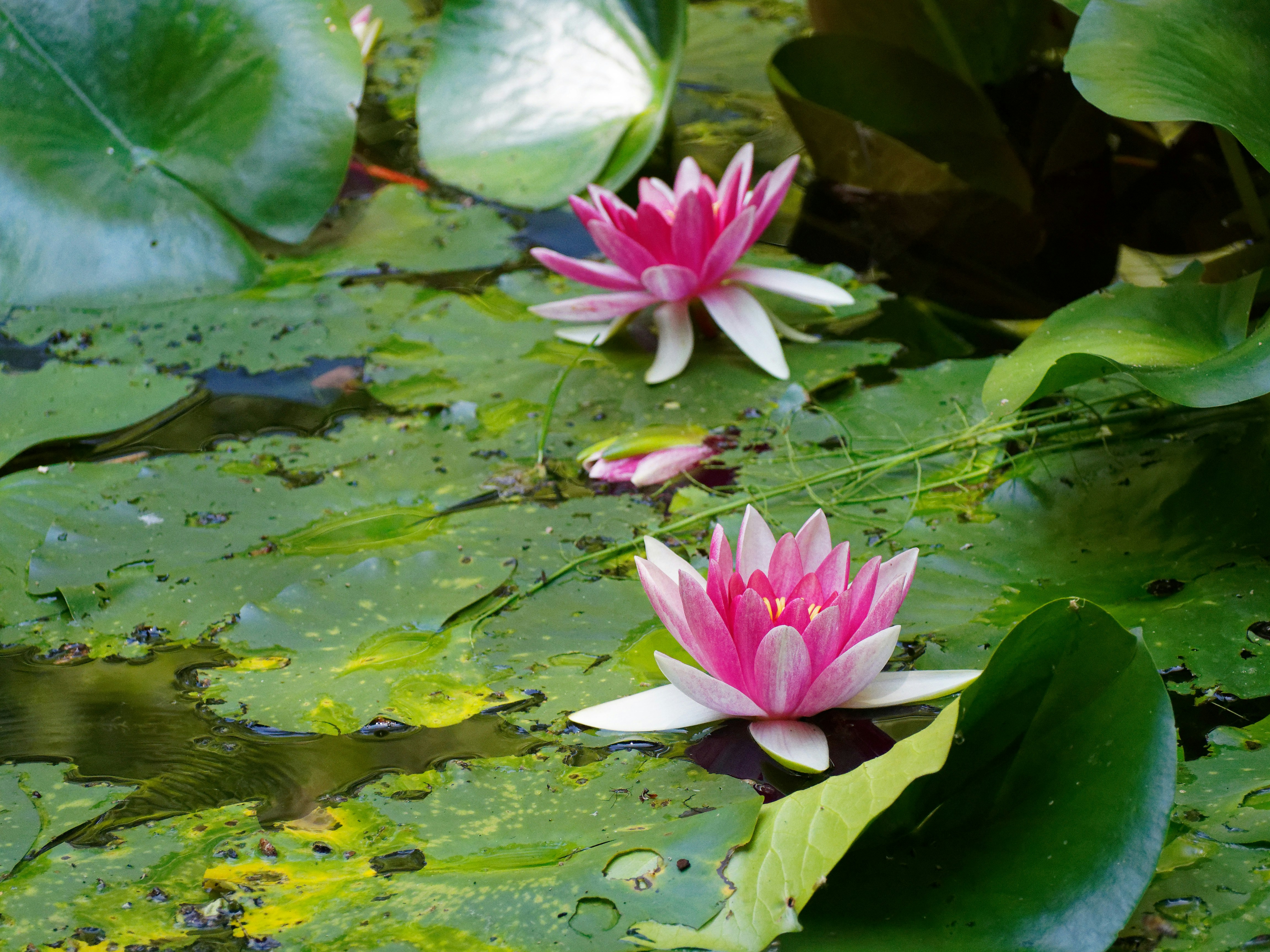 Photo by galerieseven