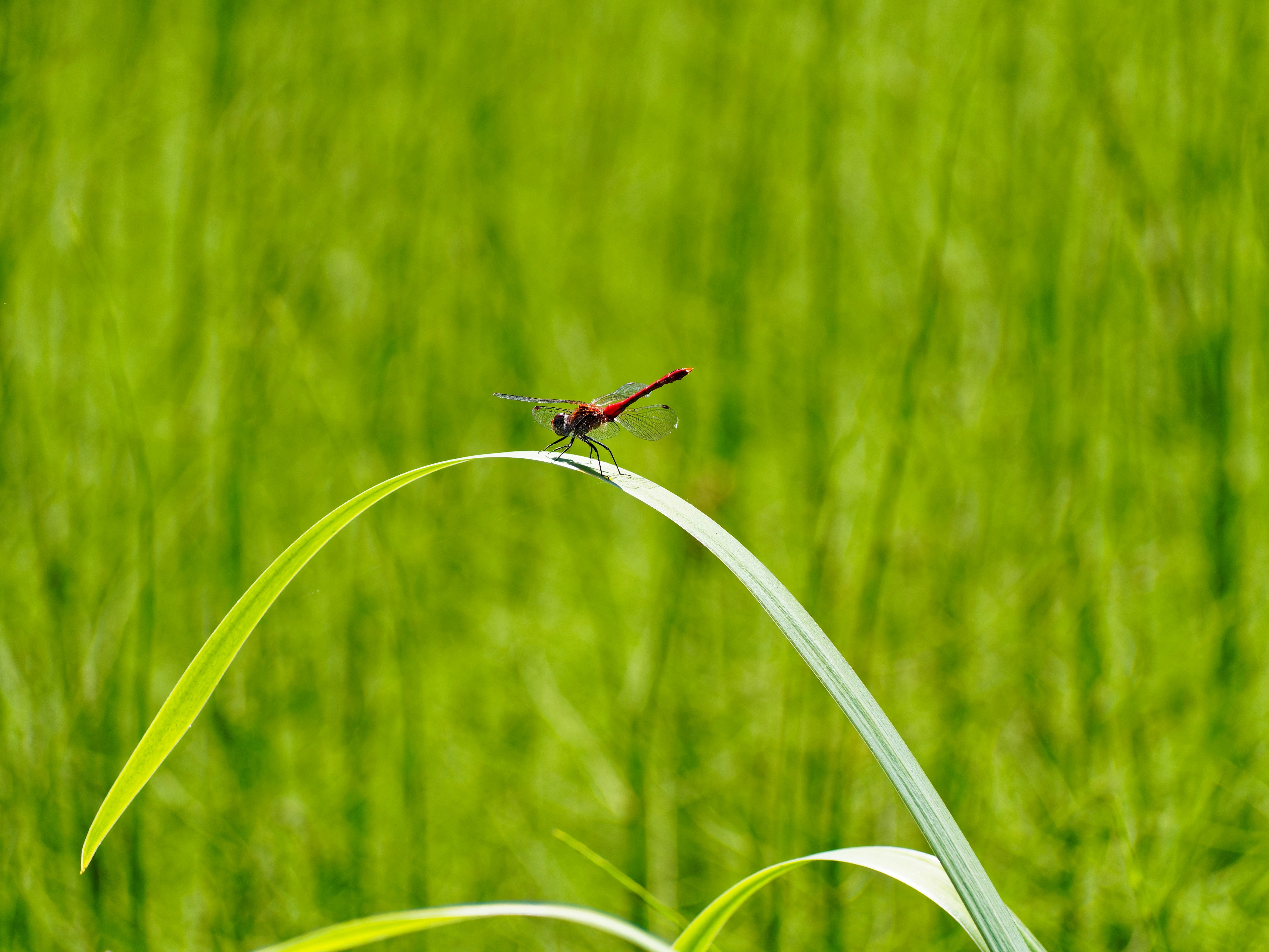 Photo by galerieseven