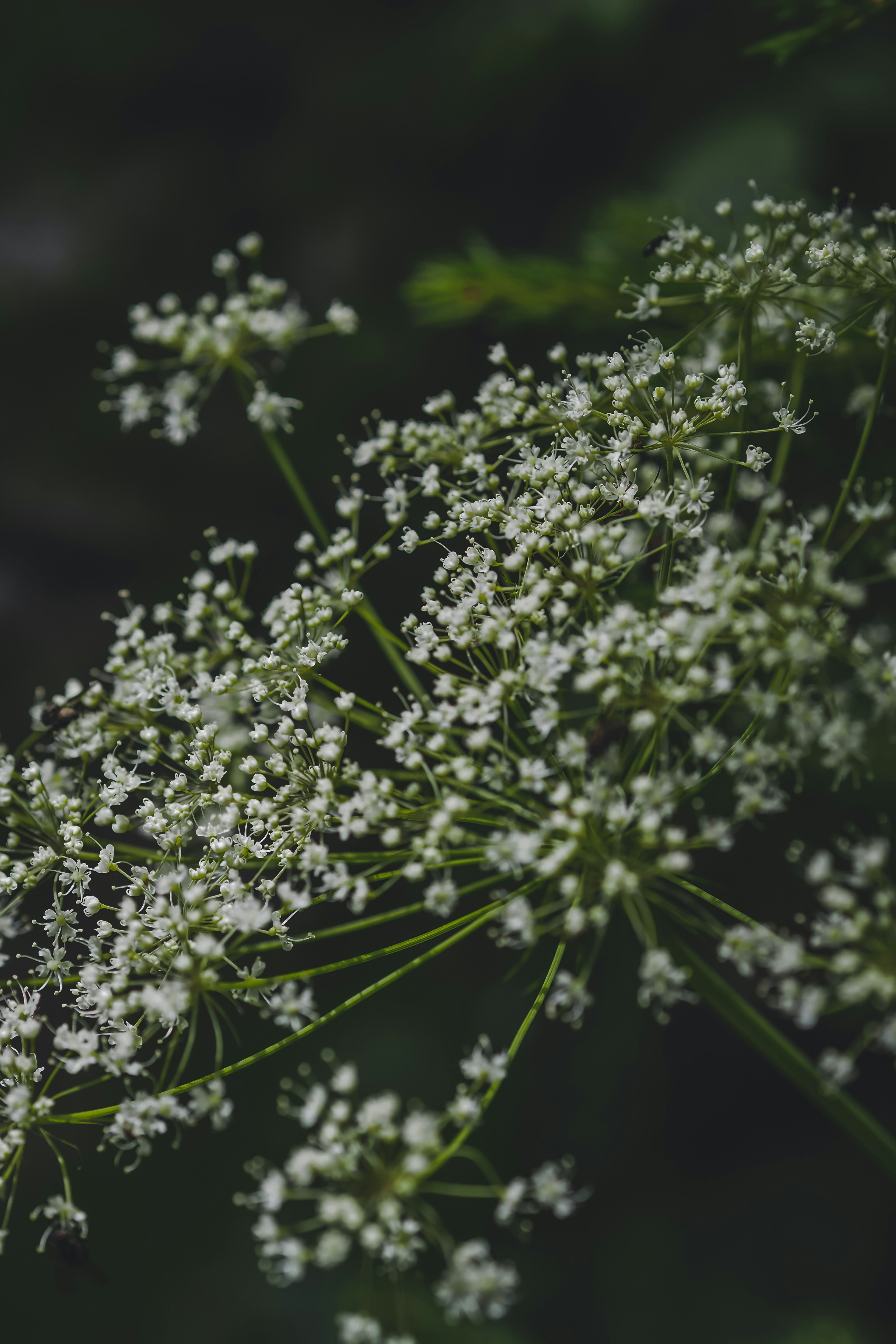 Photo by laurachouette