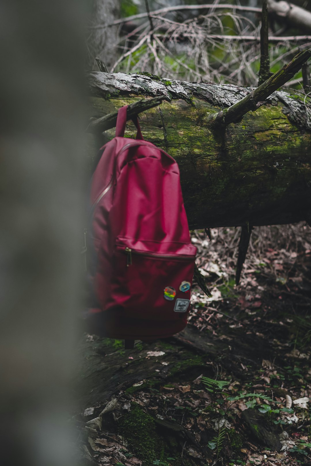 red and black backpack on tree branch