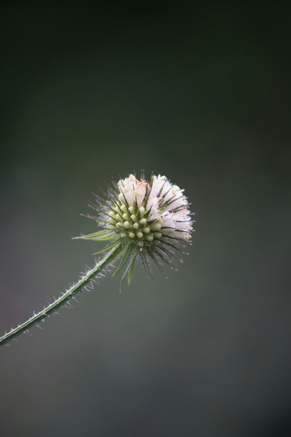 white dandelion in close up photography