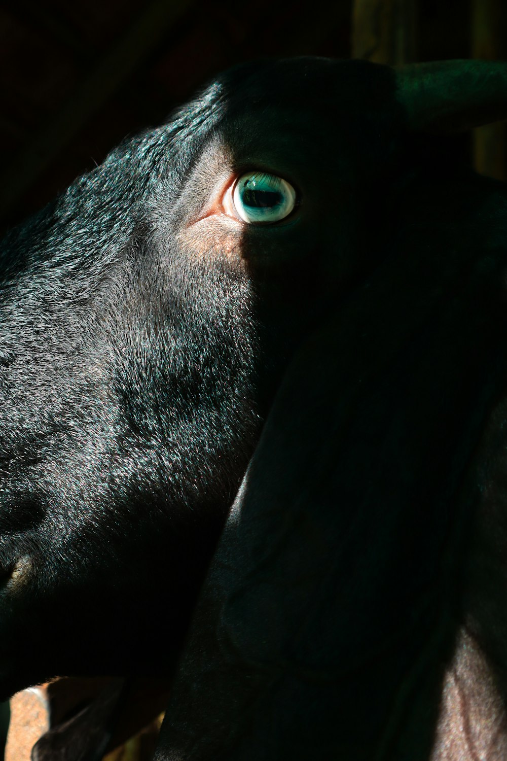 Perro grande de pelaje corto negro