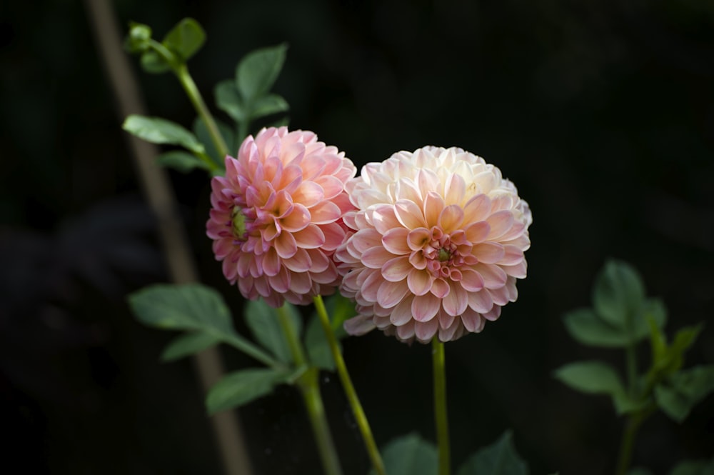 a couple of pink flowers sitting on top of a green plant