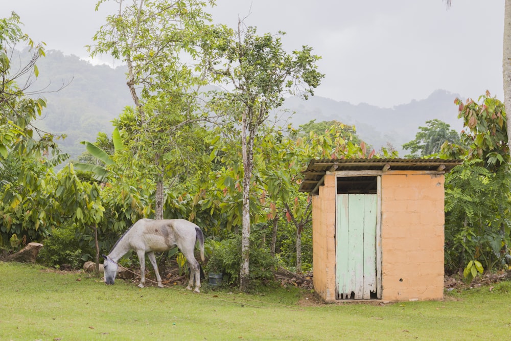 昼間、茶色い木造家屋の近くの草を食べる白馬