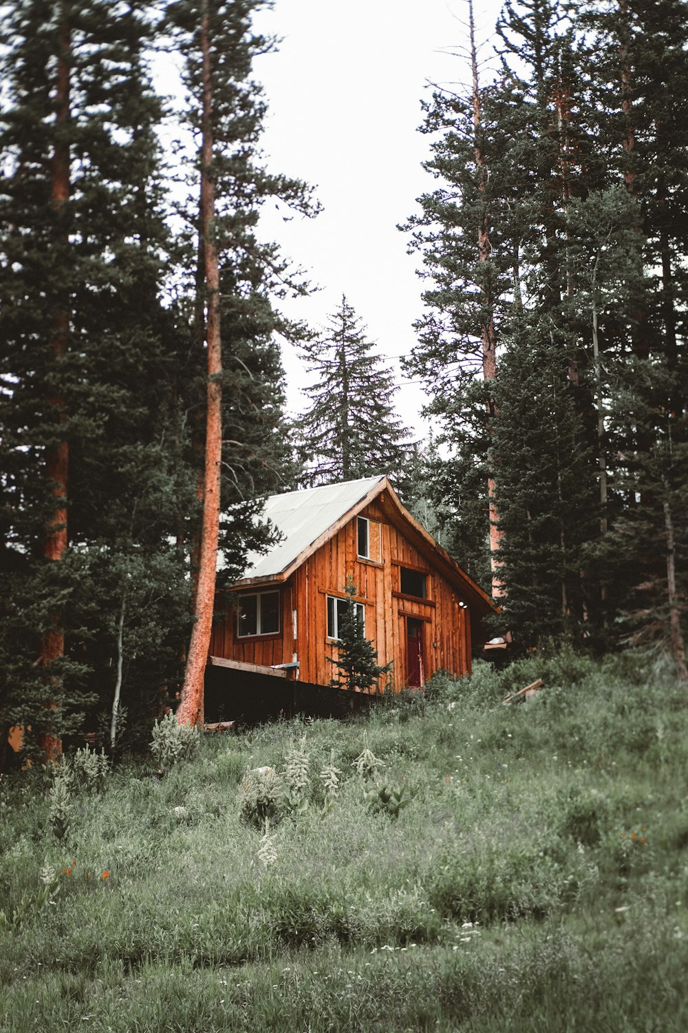 brown wooden house in the woods