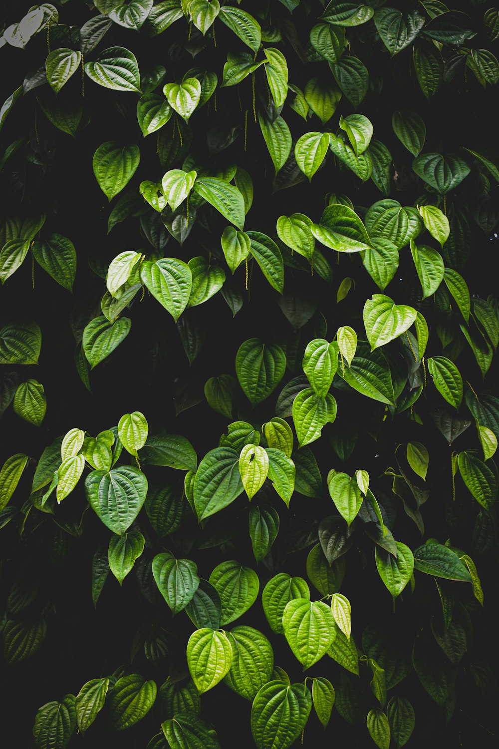 green leaves with water droplets