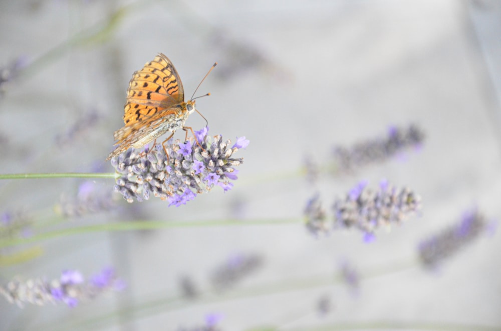 brown and black butterfly perched on purple flower in close up photography during daytime