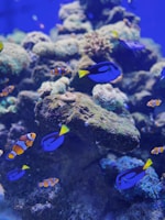 A vibrant underwater scene featuring several bright blue fish with yellow tails swimming among clownfish across a rocky coral reef backdrop, illuminated by a deep blue hue.