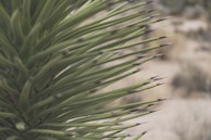 green plant in close up photography