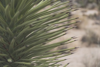 green plant in close up photography