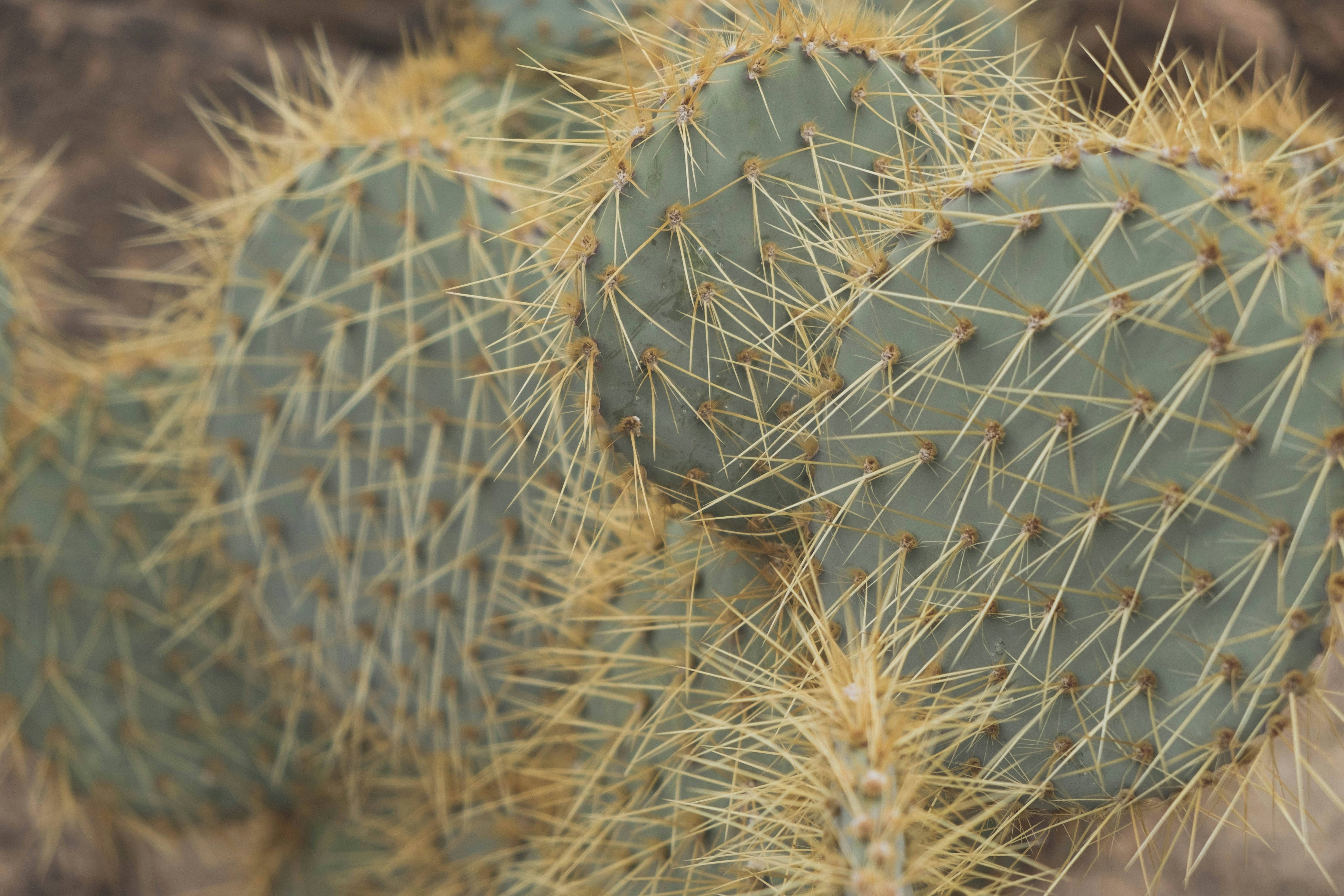 接写で白いサボテンの写真 Unsplashで見つけるジョシュアツリーの無料写真