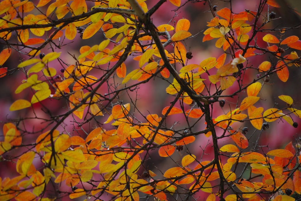 yellow and brown leaves on tree branch