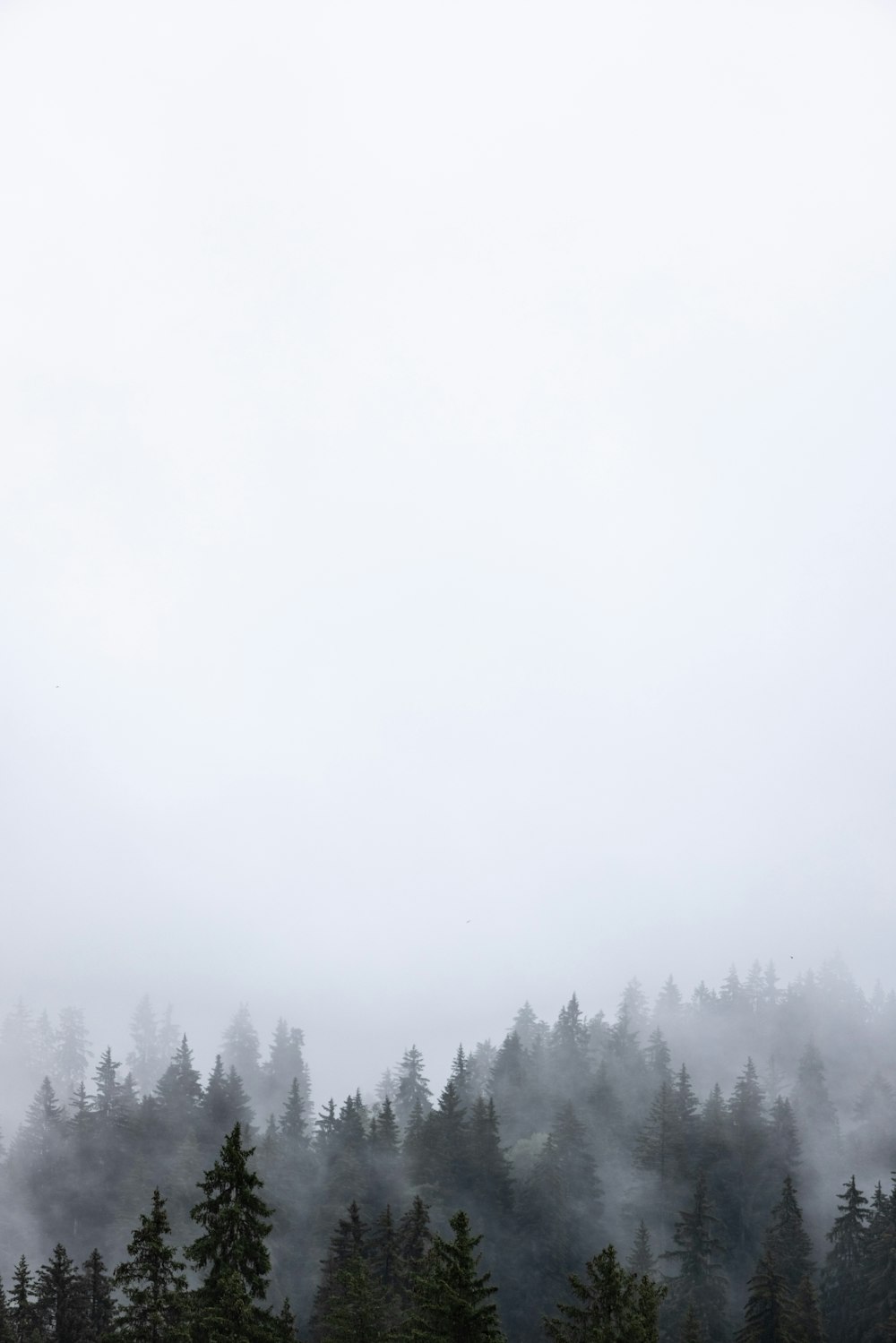 green trees covered by fog